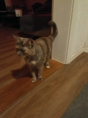 BKH Dame lucy