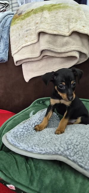 Zwergpinscher Welpenweibchen  Bild 8