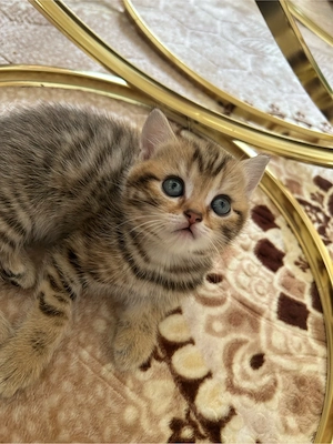 Süße BKH-Mix Kitten abzugeben
