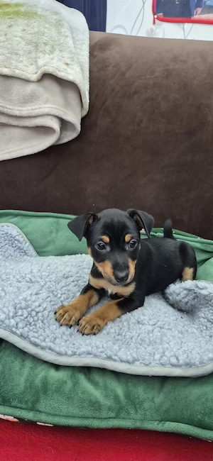 Zwergpinscher Welpenweibchen  Bild 9
