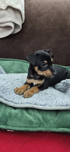 Zwergpinscher Welpenweibchen  Bild 10