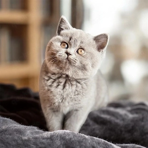 BKH Kitten mit Stammbaum