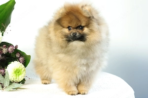 Süßer Pomeranian (Deutscher Zwergspitz) Welpe zu verkaufen