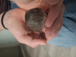 Schilfwühlmäuse 
