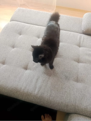 Siam BKH katze