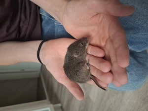 Schilfwühlmäuse 