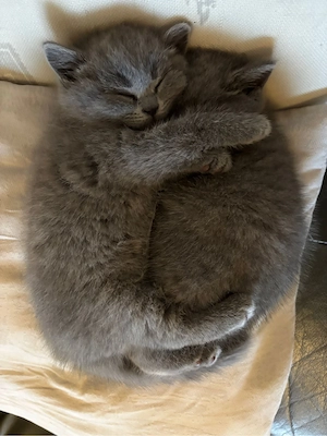 2 Britisch Kurzhaar Kitten