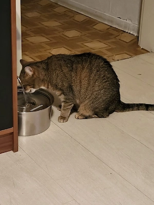 Daisy Sucht ein Schönes Zuhause auf lebenszeit 