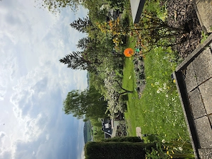 Heute nachmittag Garten 