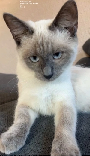 siam thai katze 