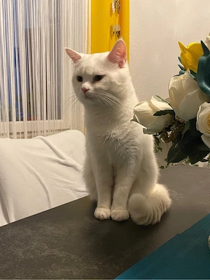 BKH Deckkater (Kein Verkauf!) Bild 2