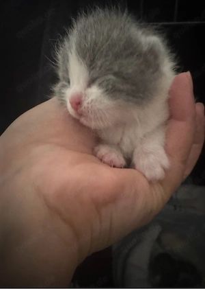 Wunderschöne Kätzchen  Bkh Babykatze  