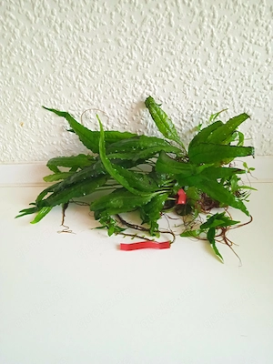 Javafarn (Microsorum pteropus) ca. 13 bis 25 cm