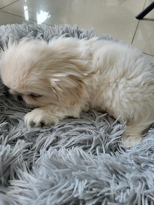 Reinrassige Minipekinese Welpen zu Verkaufen!!!