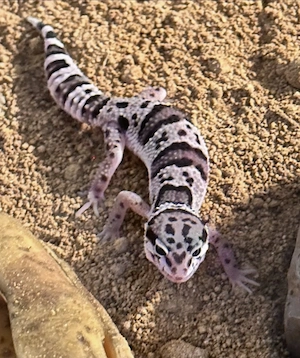 2 Leopardgecko Weibchen mit großem Terrarium & Unterschrank