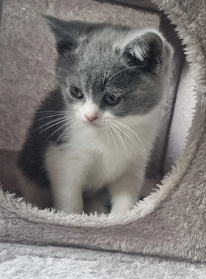 BKH Kitten, Britisch Kurzhaar 