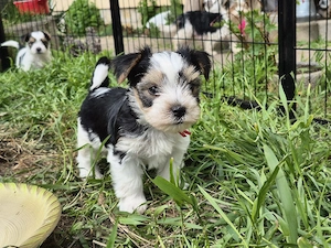 Biewer Yorkshire Terrier Welpen 