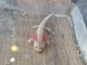 Axolotl, Wildling, Weißling, ca 15 cm, pelletfest