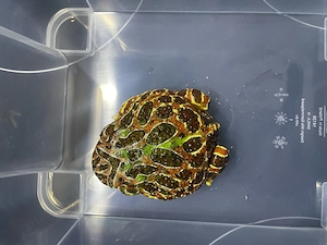 1,2 Ceratophrys ornata