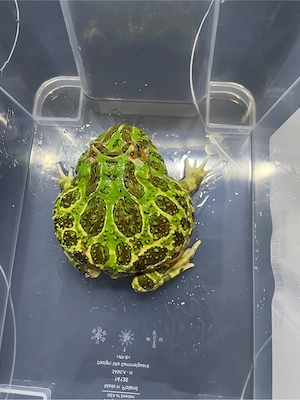 1,2 Ceratophrys ornata Schmuckhornfrosch