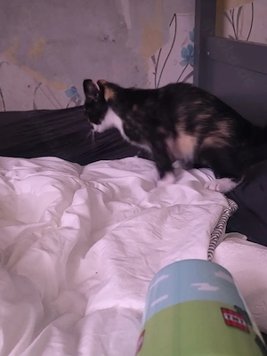 Katzenbaby