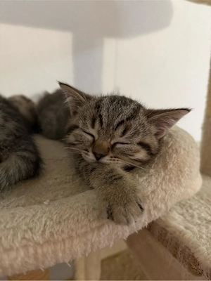 Süße BKH Kitten