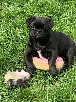 Retromops Hündin &Rüde