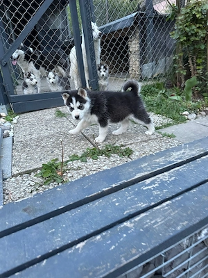 Sibirische Husky Welpe Weiblich 