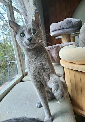 Russisch Blau Kater m.Stammbaum, ab Sofort