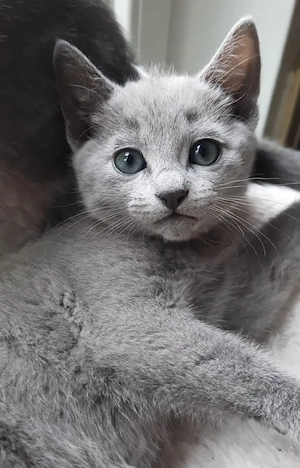 Russisch Blau Kitten