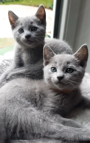 Russisch Blau Kitten