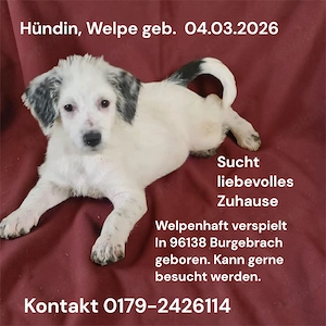 Mischlinges Welpen 