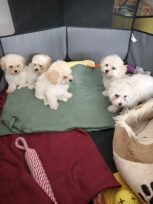 Maltipoo F1
