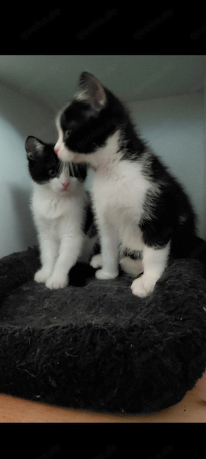 Bkh ekh mix katzen