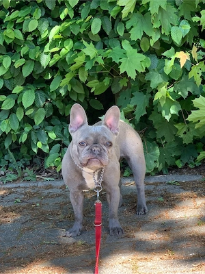 französische Bulldogge
