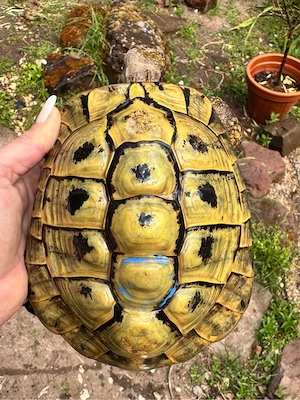 Griechische landschildkröte THB Männchen 
