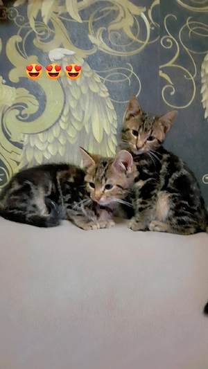 Bengal mit Savannah