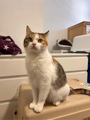 Liebevolle Katze