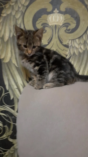 Savannah-mix Bengal