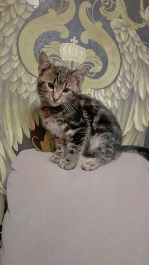 Bengal mit Savannah Bild 2