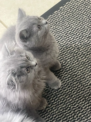 Britisch KH katzenbabbys 