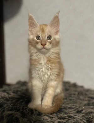 kitten mit Stammbaum 