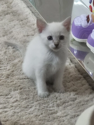 Kitten Siam BKH Mix