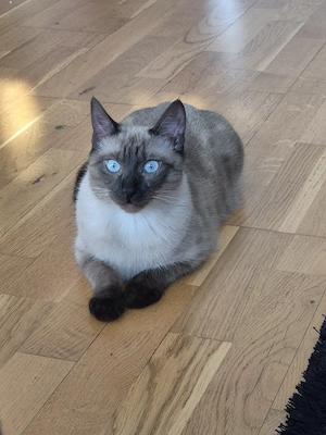 Kitten Siam BKH Mix