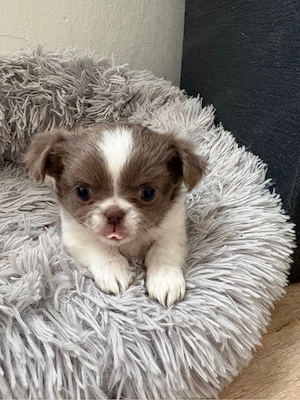 chihuahua Babys 