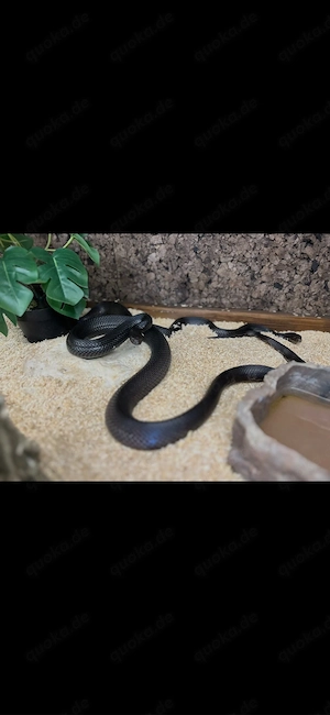 1.1 Pituophis melanoleucus lodingi 22