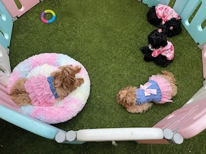  Mini Maltipoo Welpen    Bild 9