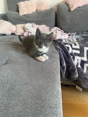 Babykatze Kater