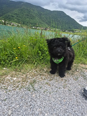 Pudel- Chihuahua Mix  Chipoo genannt, männlich, 12 Wochen, entwurmt