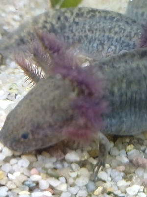 Junge Axolotl Wildlinge abzugeben 8 Monate alt 